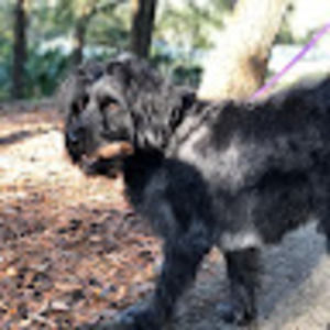 Meet your Posher, Maya